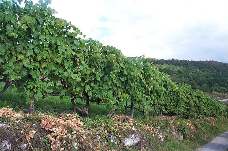 Fortunova brajda Fortunova brajda AGP